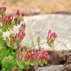 Je länger je lieber - in freier Natur - la clape Südfrankreich