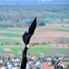 Je l'aurai, un jour je l'aurai.....