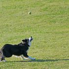 Je l'aurais !!!!..... une vie de Chien !!!! -:))))