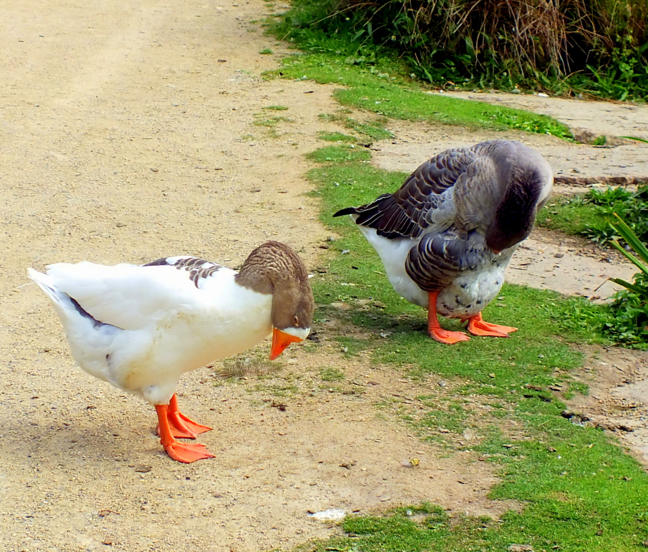 Je les vois pas !!!  (humour) 