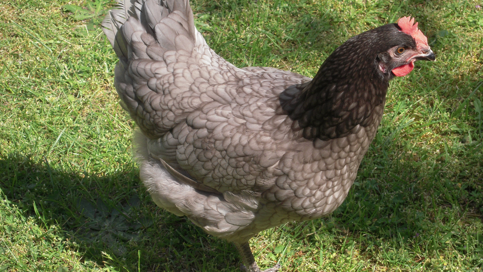 je m'appelle Annabelle la poule grise !