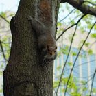 je me confond avec l'arbre comme ça personne ne me verra !!