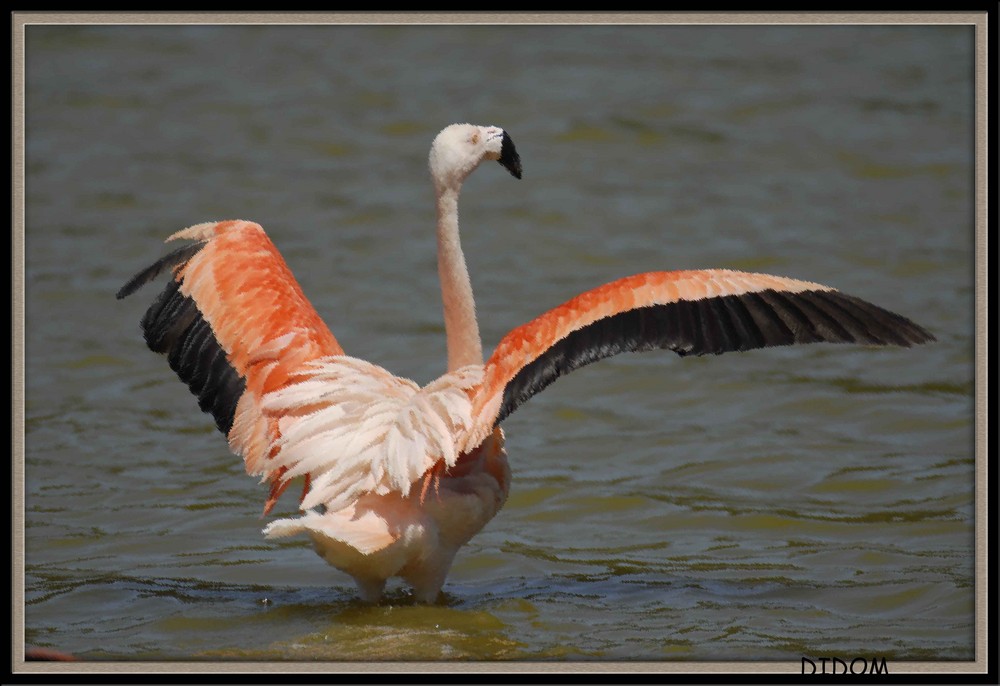 Je me dgourdis les ailes