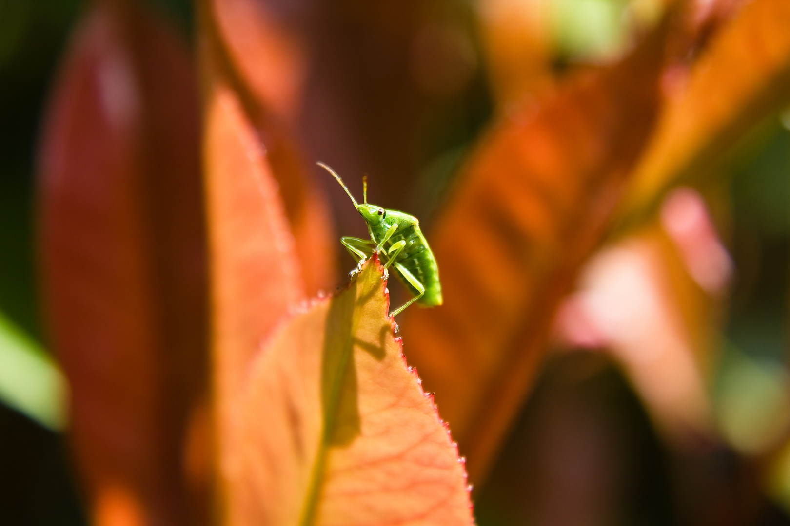 Je me voyais déjà, en haut de la feuille ;o)