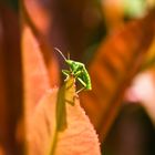 Je me voyais déjà, en haut de la feuille ;o)