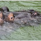 Je mehr Masse im Wasser....