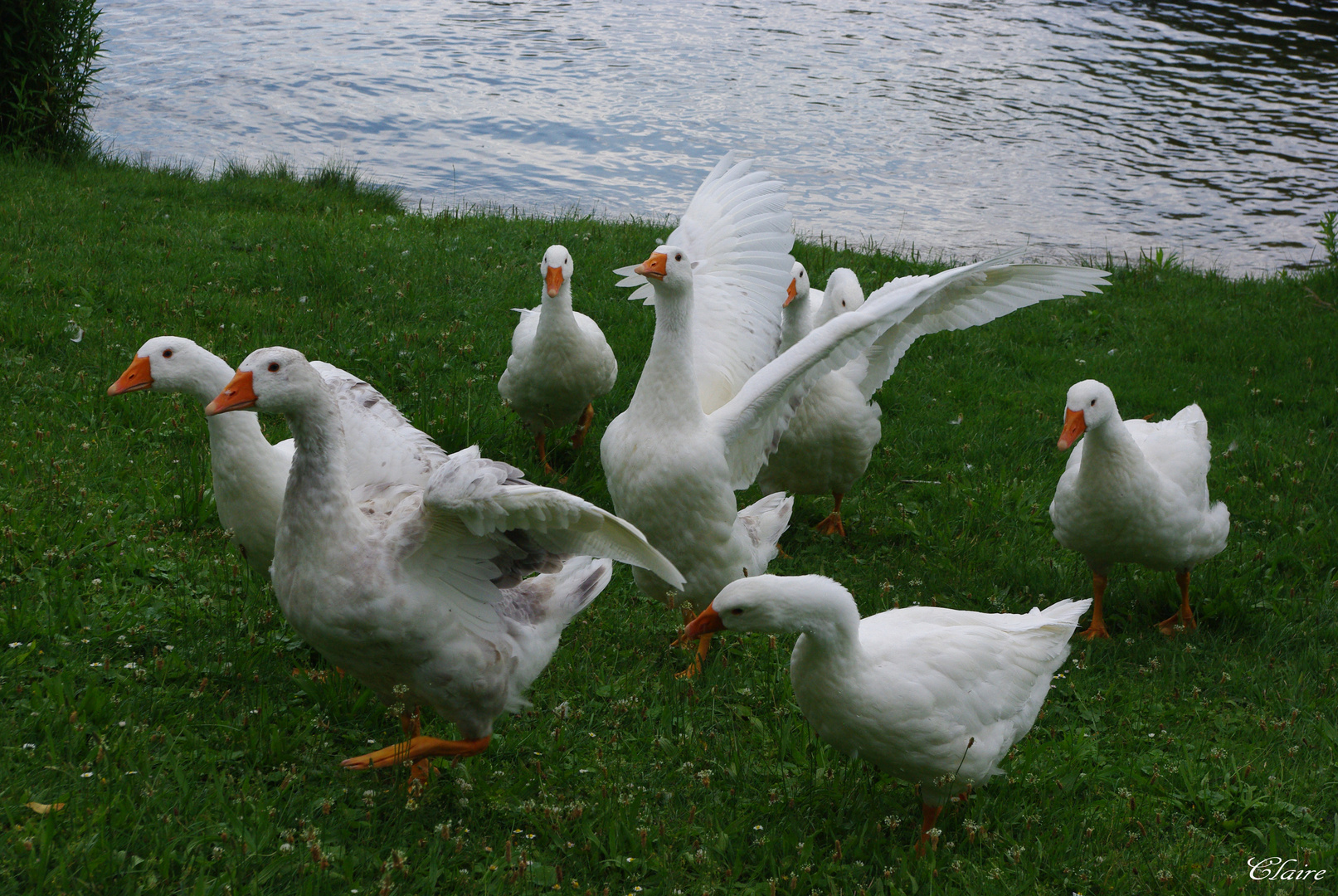 je m'étire les ailes