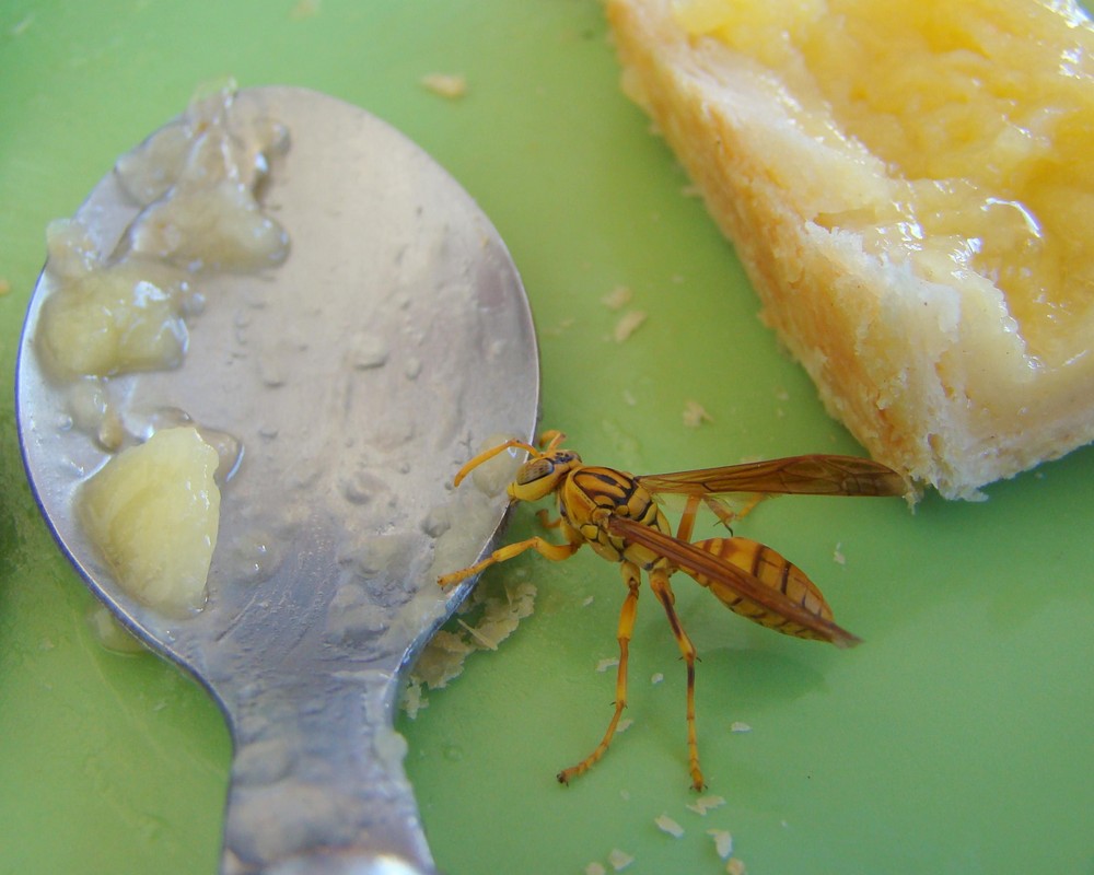 Je m'invite au dessert ...