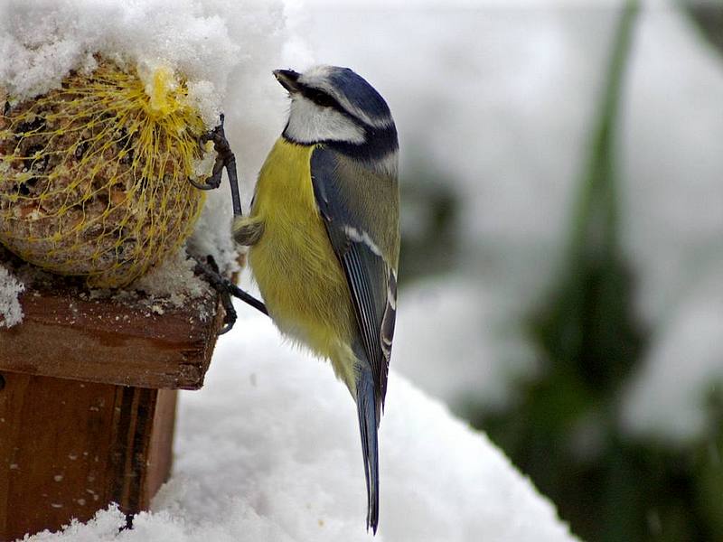 Je n'ai pas commandé de glace à la vanille