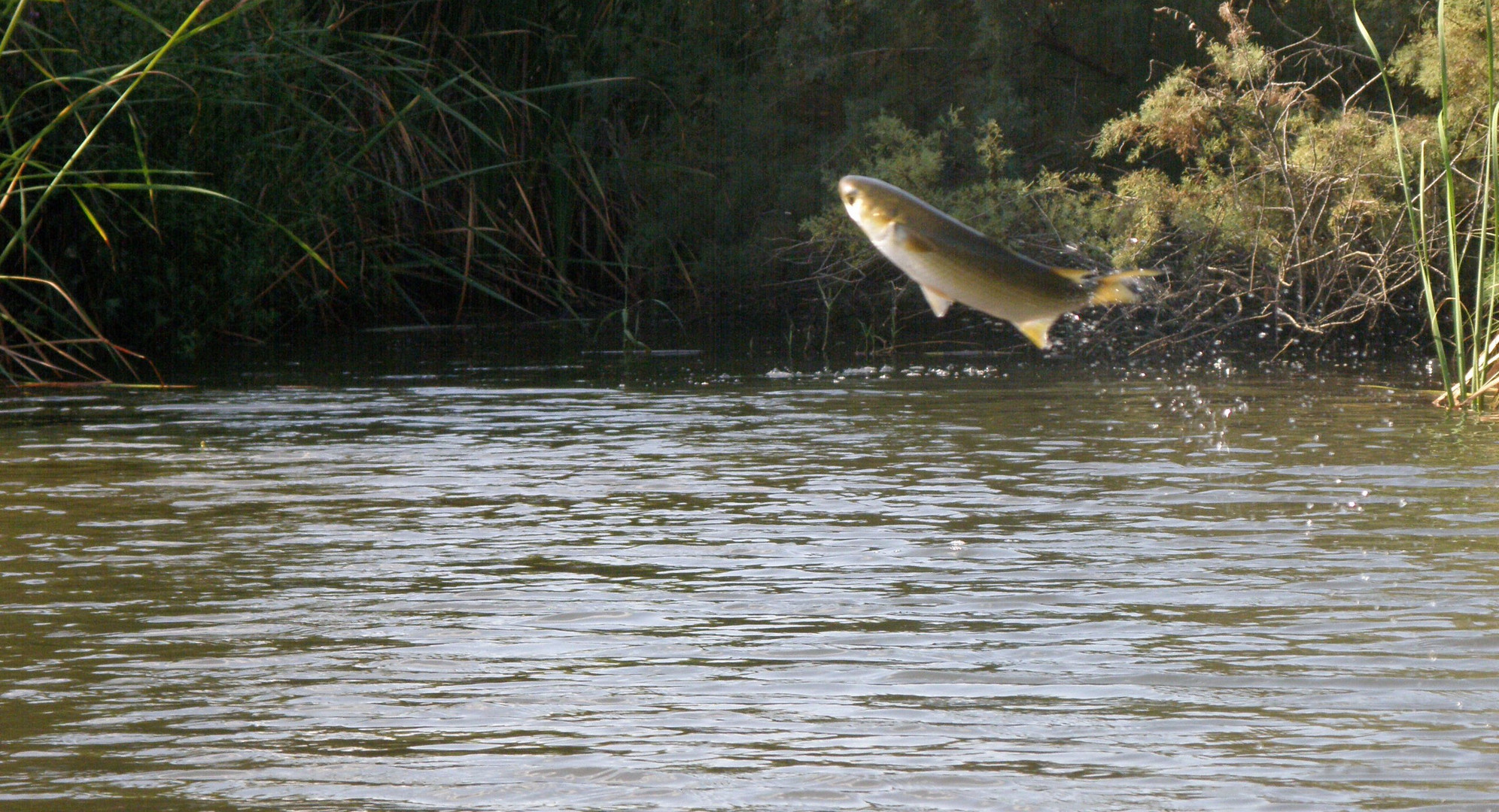 'je ne sais plus quel poisson c'rst..dsl)