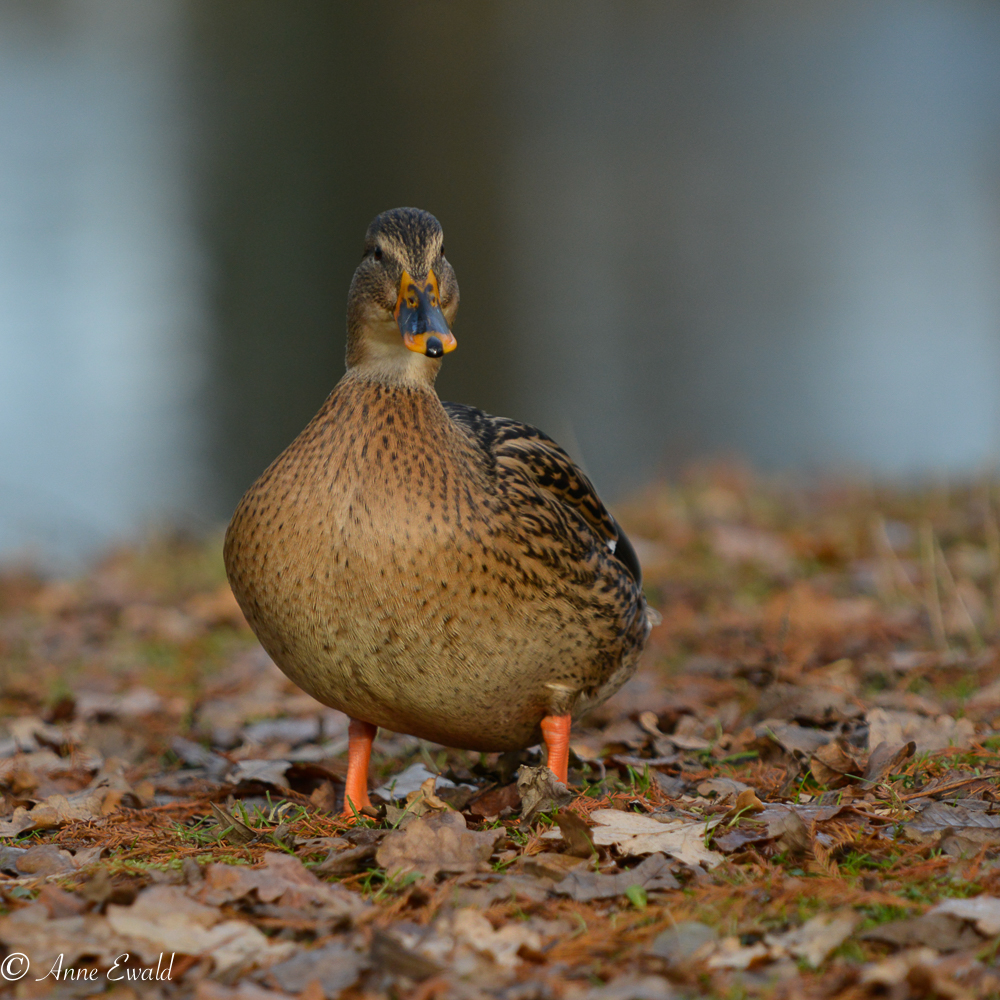 Je pose