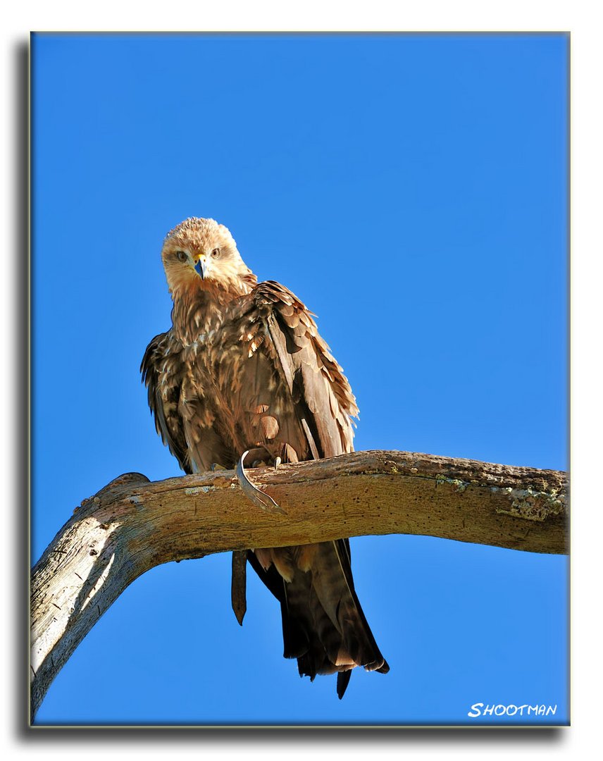 Je pose pour toi.........