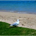 Je regarde la mer