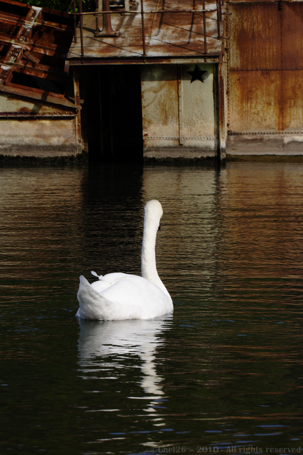 ... Je rentre, on se fait [cygne] ...