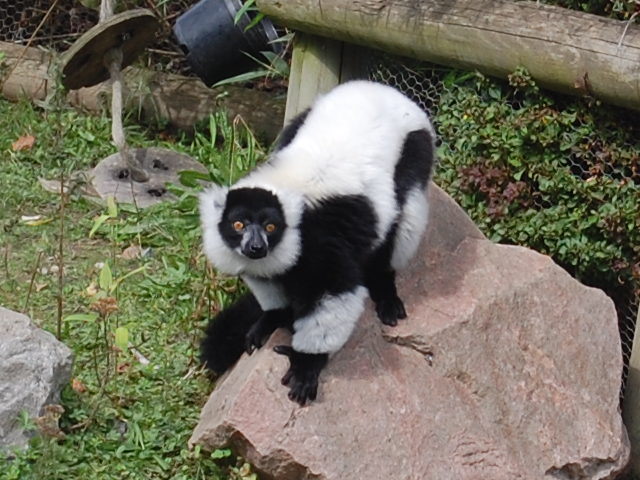 je ressemble a un singe mais n en suis pas un qui suis-je ?