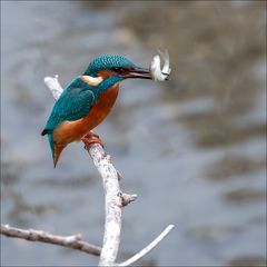 Je secoue le poisson pour l'étourdir 