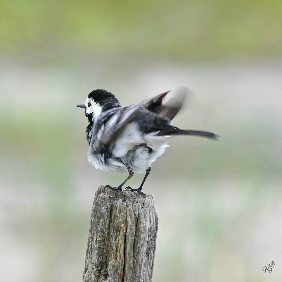 Je secoue mes plumes  !!!!!