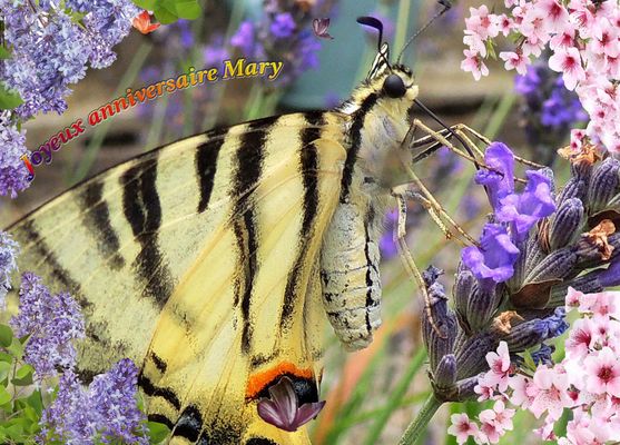 Je souhaite à Mary D......