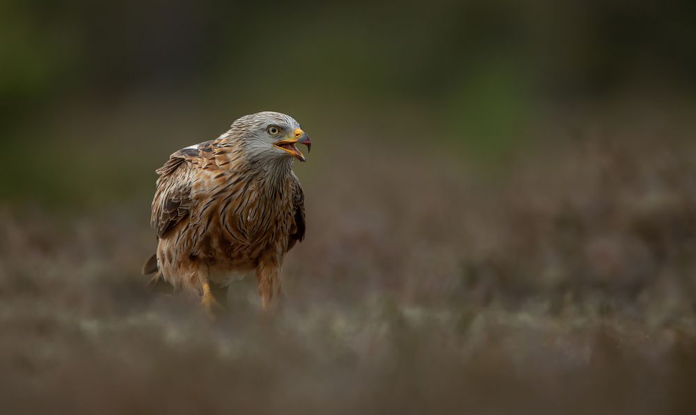 Je später der Abend, desto schöner