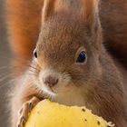 Je süßer ein Apfel ist, desto besser!