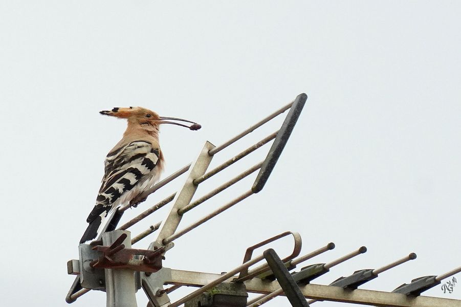 Je suis à l'antenne... et je chante !!!