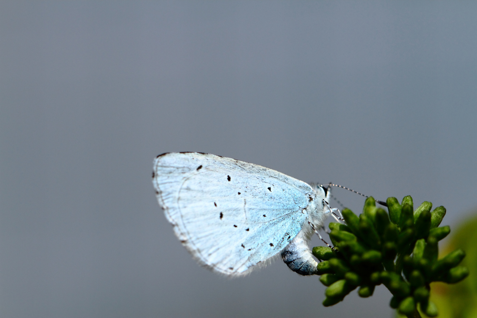 je suis bleu