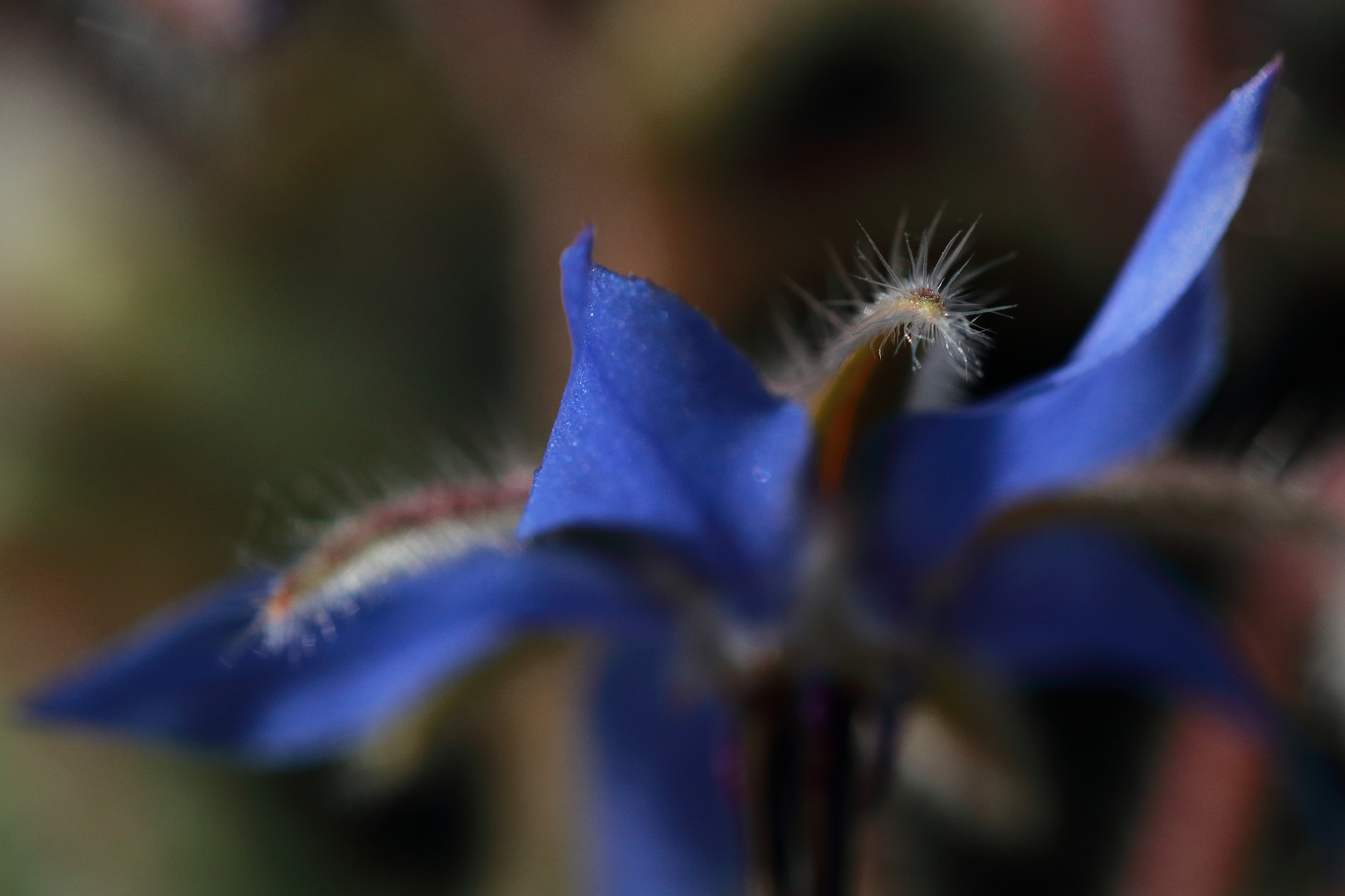 je suis bleue