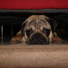 je suis caché... sous le canapé...