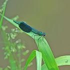 Je suis dans le vert .....