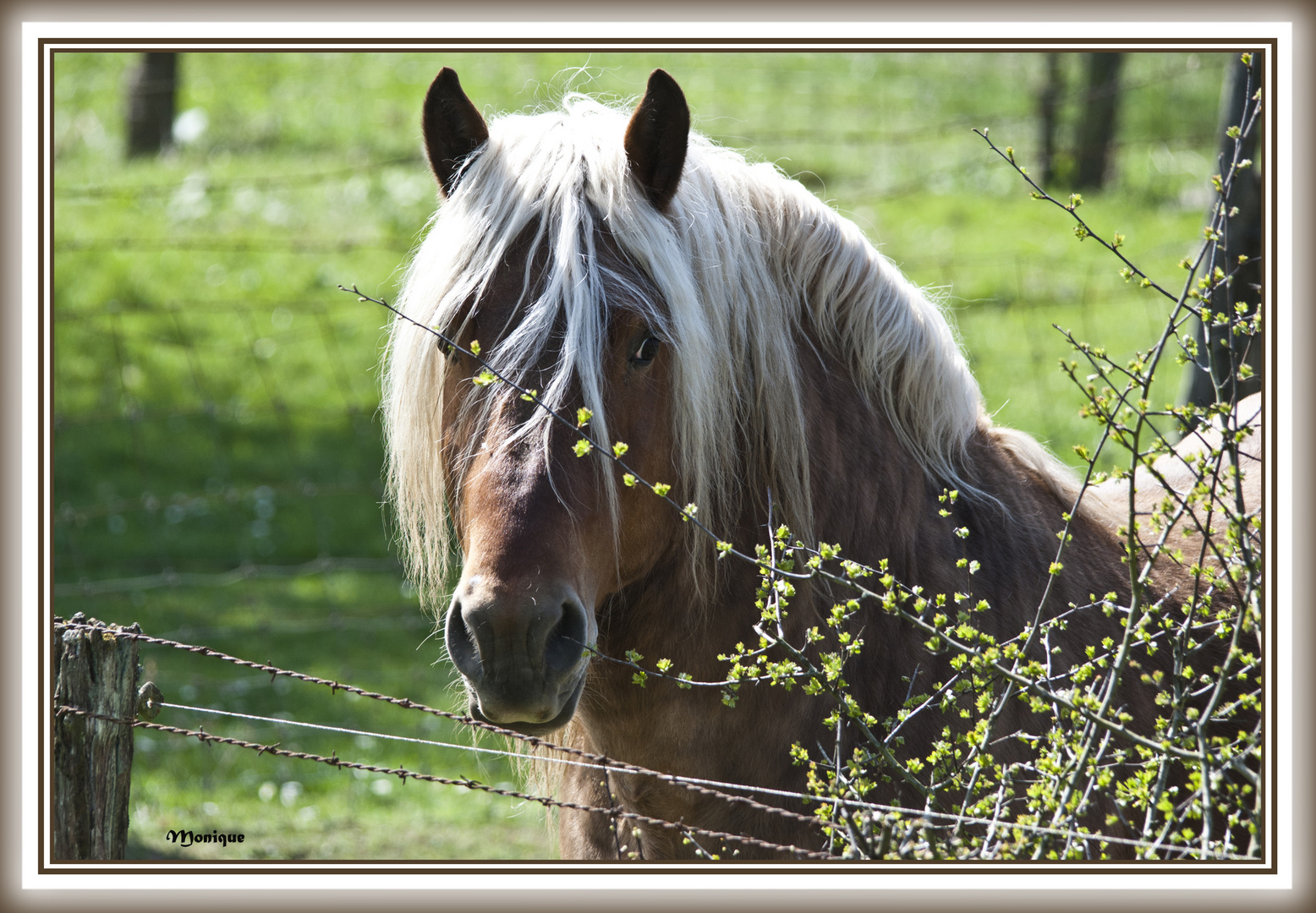 Je suis ........ donc : Blondel !!