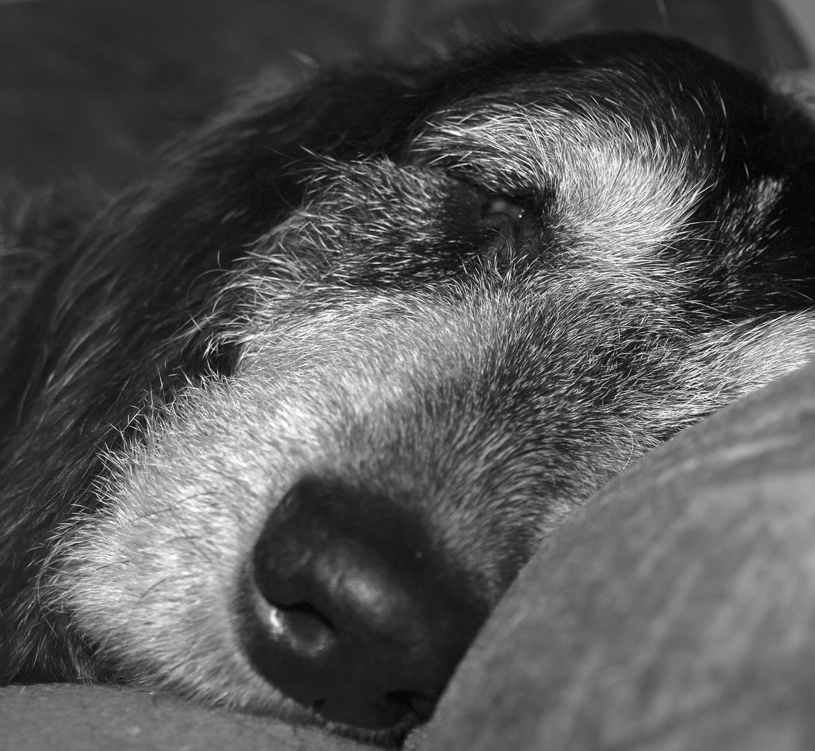 Je suis fatigué chef - laisses-moi dormir!