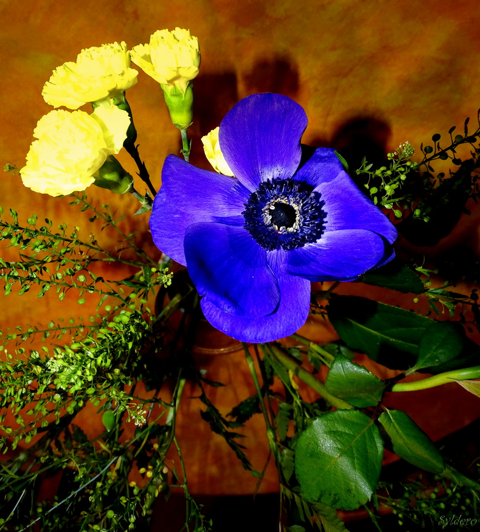 Je suis fleur bleue photo et image fleur, vision artistique, charente maritime Images