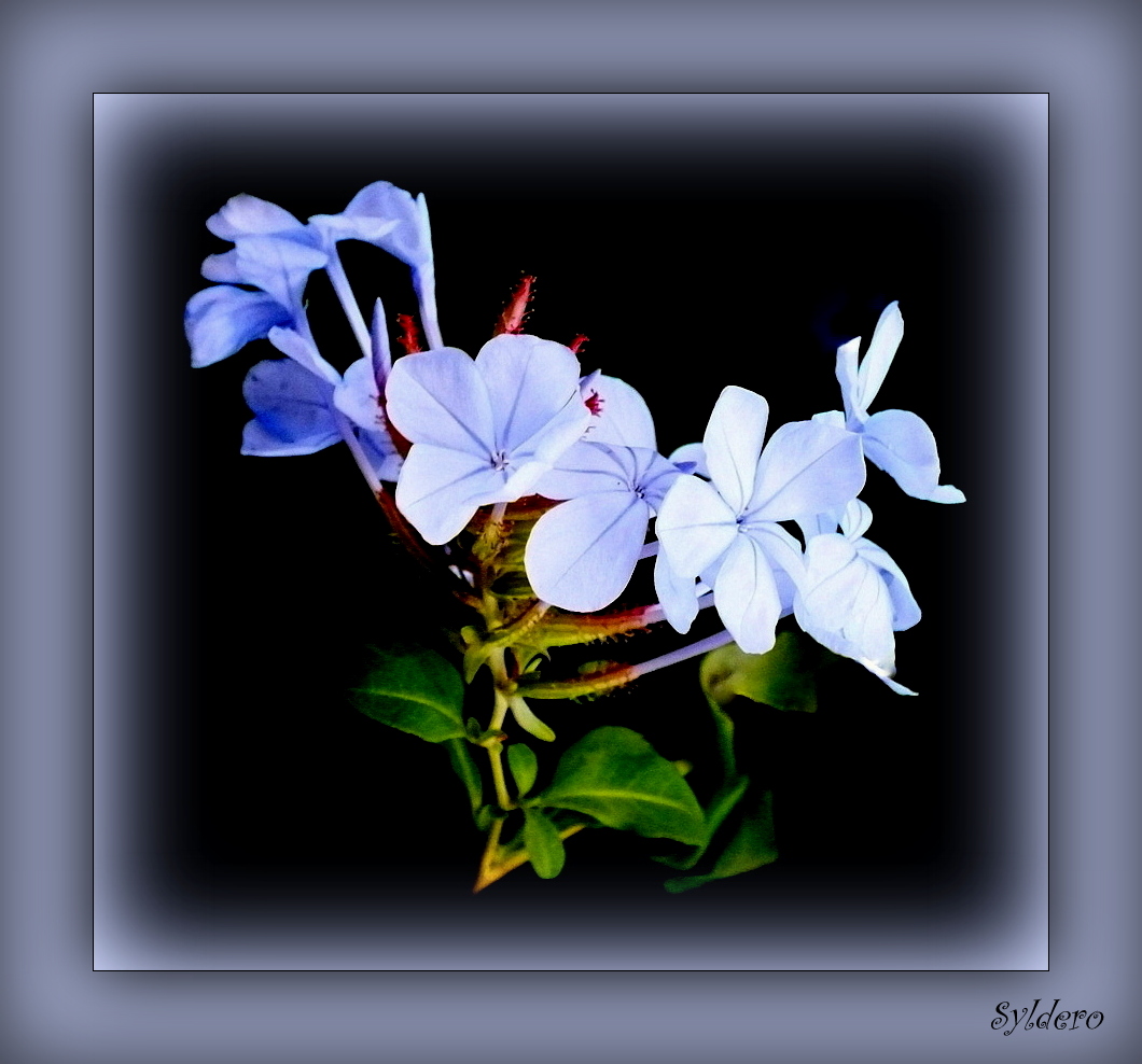 Je suis fleur bleue photo et image nature, fleurs, bleu Images