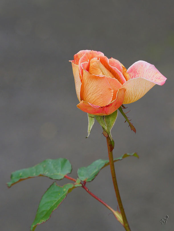 Je suis la dernière au jardin ......