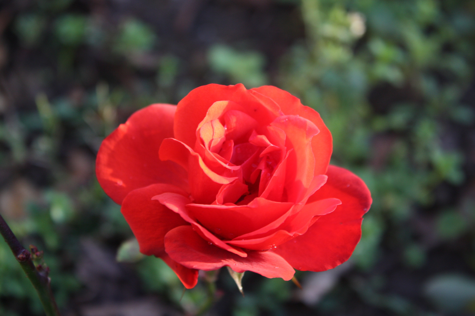 je suis la dernière rose du jardin 2009