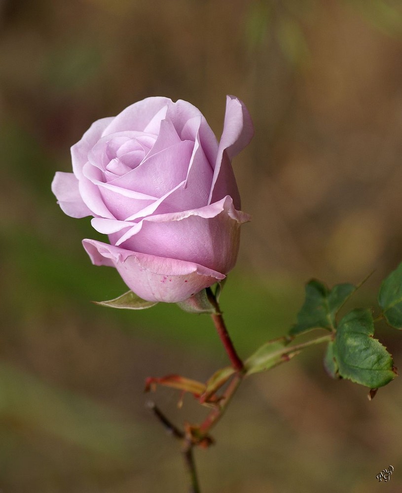 Je suis la seule et la plus belle du jardin....