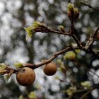 Je suis partie , dit la guêpe . C'est le printemps .