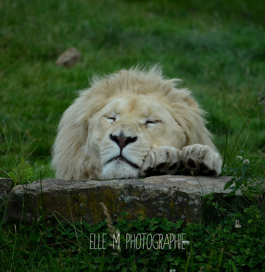 Je suis un GROS chat