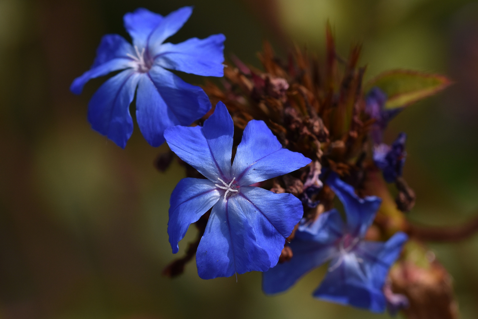 Je suis un peu fleur bleue