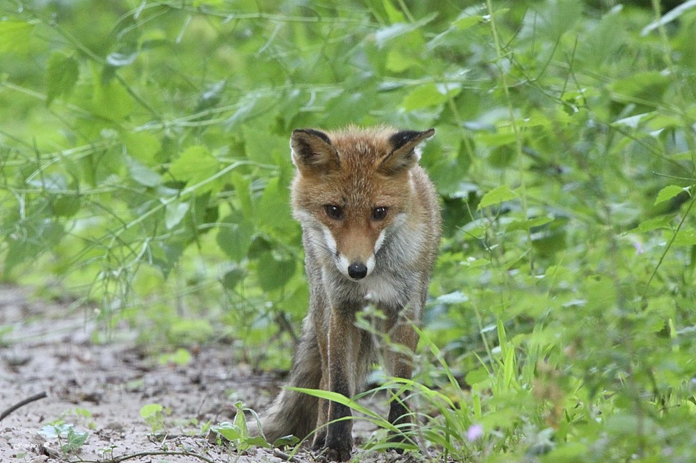 Je suis un renard, dit le renard...