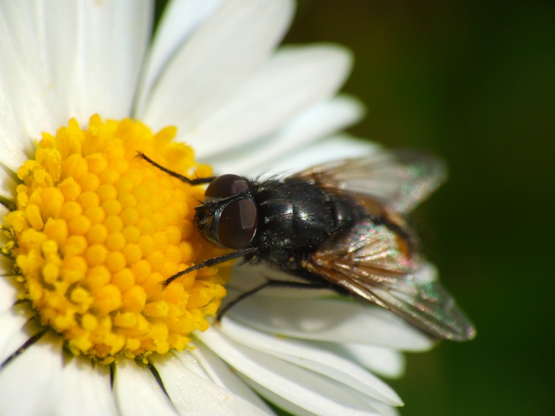 je suis une mouche !!