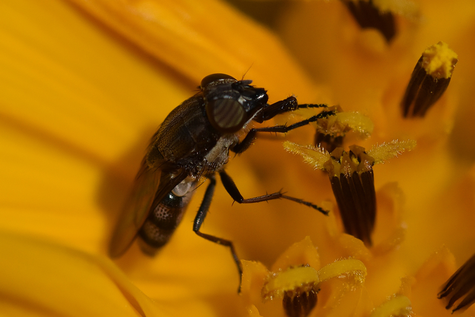 Je suis une mouche...