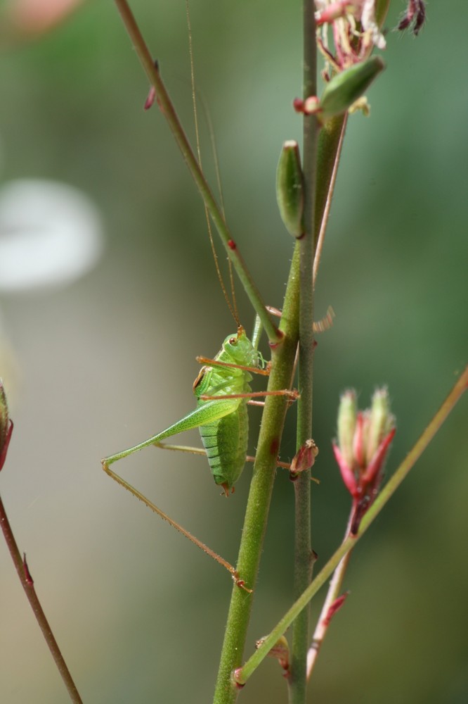 Je t'ai à l'oeil