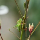 Je t'ai à l'oeil