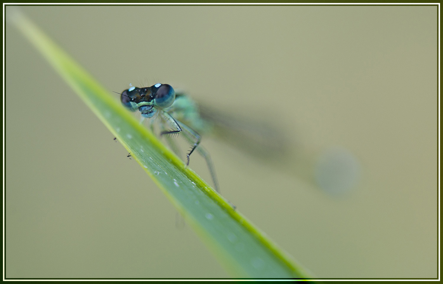 Je t'ai à l'oeil !