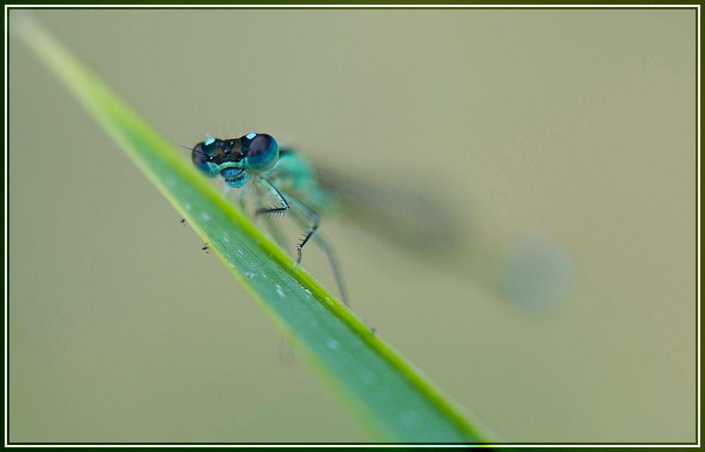 Je t'ai à l'oeil !