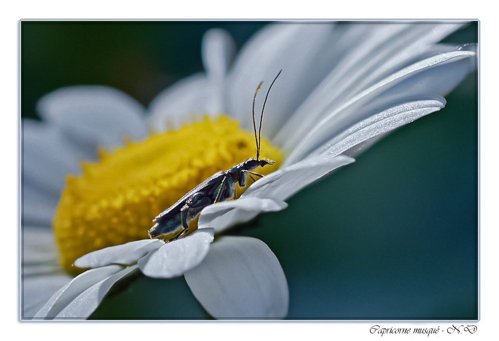 Je t'aime un peu, beaucoup ......... !!!