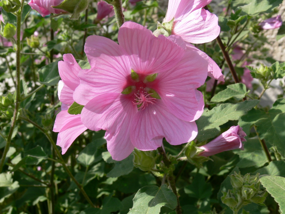 Je te laisse au jardin, pour te faire butiner !