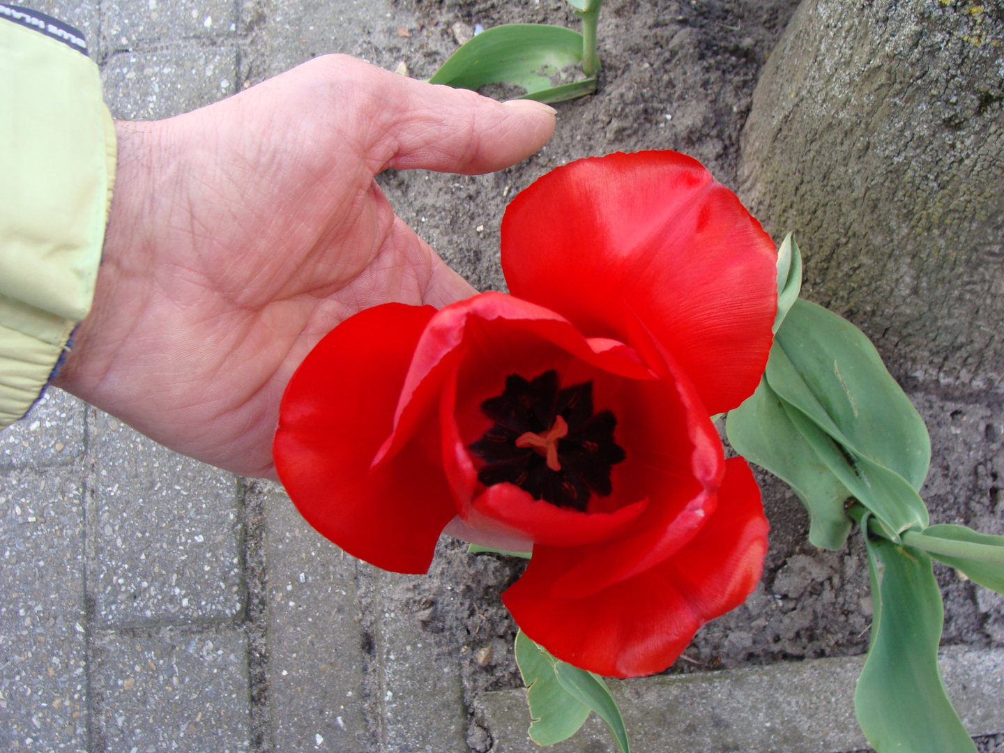 Je te présente cette belle fleur rouge