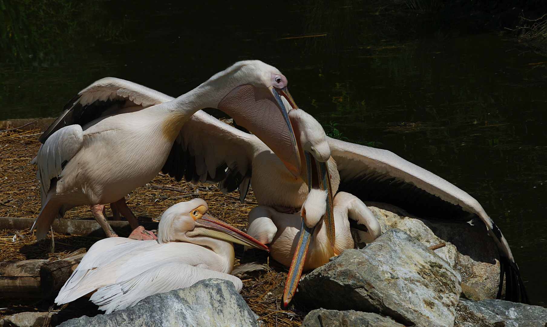 Je te tiens, tu me tiens, il te tient ! (Pelecanus onocrotalus, pélican blanc)